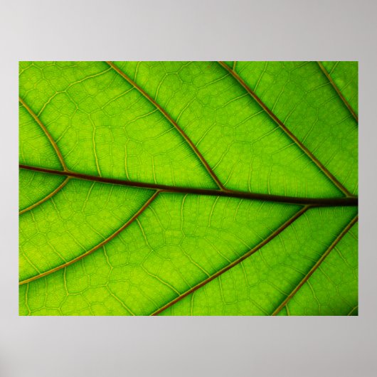 大きな緑葉ポスター ポスター (正面)