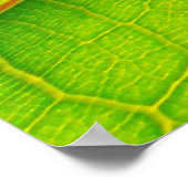 大きな緑葉ポスター ポスター (角)