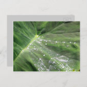 大きな緑離れと水はがき ポストカード (正面/裏面)