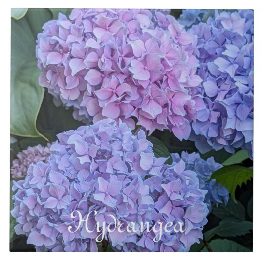 大きな美しいアジサイの花 タイル (正面)