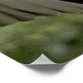 大きな翼を広げるトルコのハゲワシ ポスター (角)