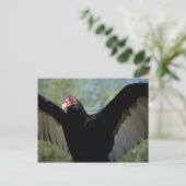 大きな翼を広げるトルコのハゲワシ ポストカード (スタンド正面)