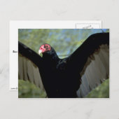 大きな翼を広げるトルコのハゲワシ ポストカード (正面/裏面)