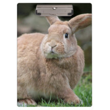 大きな耳を持つ可愛いジンジャーバニー