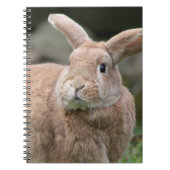 大きな耳を持つ可愛いジンジャーバニー ノートブック (正面)
