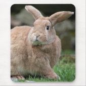 大きな耳を持つ可愛いジンジャーバニー マウスパッド (正面)