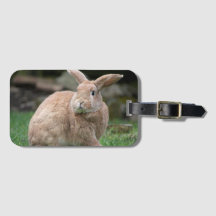 大きな耳を持つ可愛いジンジャーバニー