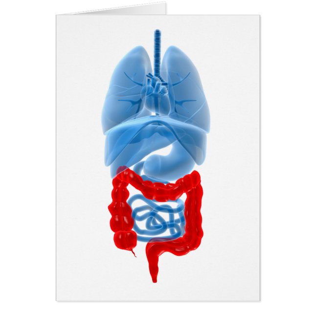 大きな臓器のX線画像 (正面)