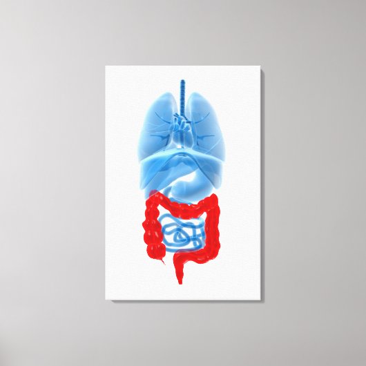 大きな臓器のX線画像 キャンバスプリント (正面)