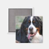 大きな舌の磁石を持つベルネーゼ山犬 マグネット (正面/裏面)