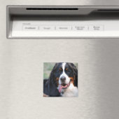 大きな舌の磁石を持つベルネーゼ山犬 マグネット (インサイチュ (食洗機))