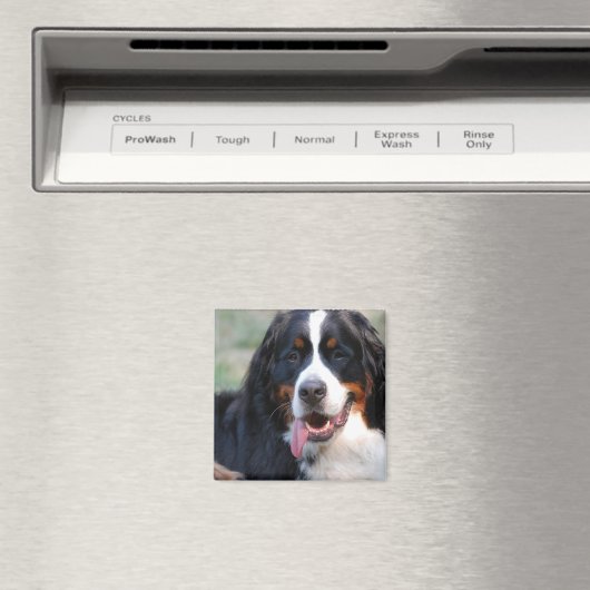 大きな舌の磁石を持つベルネーゼ山犬 マグネット (インサイチュ (食洗機))