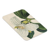 大きな花が咲くトリリウム マグネット (右側)