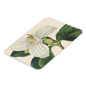 大きな花が咲くトリリウム マグネット (左側)