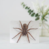 大きな茶色の瘢痕様のクモ ポストカード (スタンド正面)