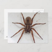 大きな茶色の瘢痕様のクモ ポストカード (正面/裏面)