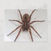 大きな茶色の瘢痕様のクモ ポストカード (正面)