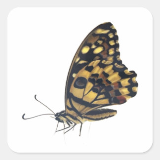 大きな蝶 スクエアシール