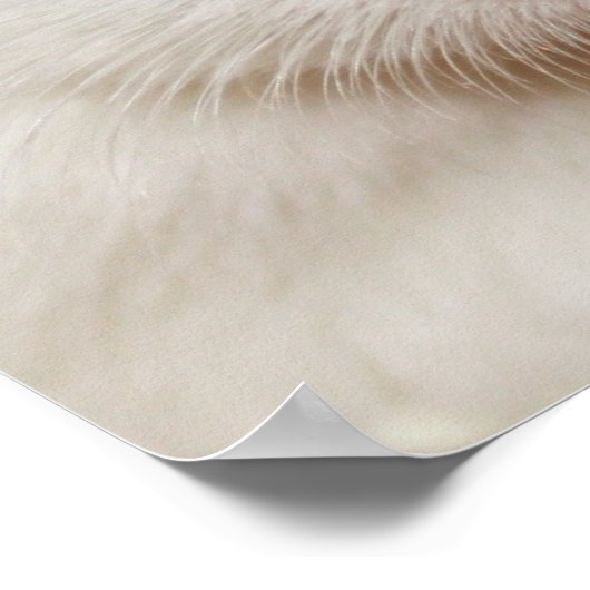 大きな視線 – Tac – ポスター (角)