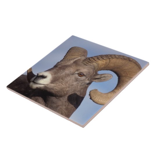 大きな角の羊、山の羊、オヴィス管腺症、 タイル (側面)