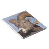 大きな角の羊、山の羊、オヴィス管腺症、 ノートパッド (アングル)