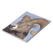 大きな角の羊、山の羊、オヴィス管腺症、 ノートパッド (回転)