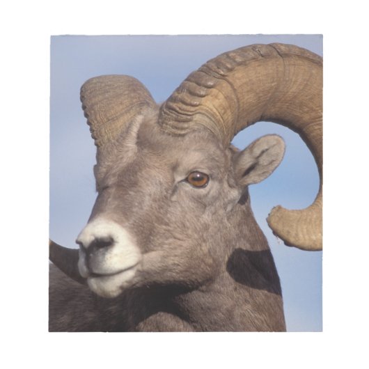 大きな角の羊、山の羊、オヴィス管腺症、 ノートパッド (正面)