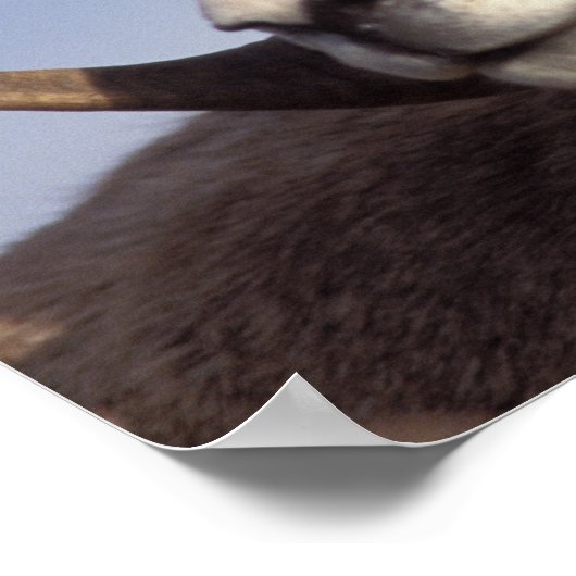 大きな角の羊、山の羊、オヴィス管腺症、 ポスター (角)