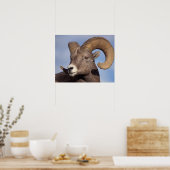 大きな角の羊、山の羊、オヴィス管腺症、 ポスター (キッチン)