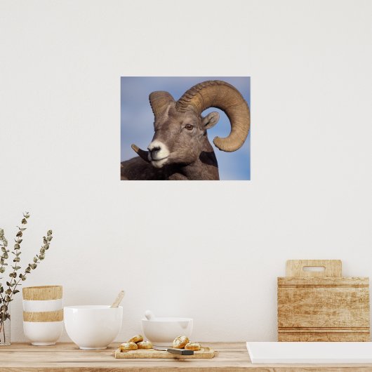 大きな角の羊、山の羊、オヴィス管腺症、 ポスター (キッチン)