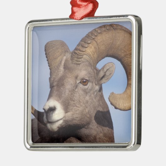 大きな角の羊、山の羊、オヴィス管腺症、 メタルオーナメント (左)