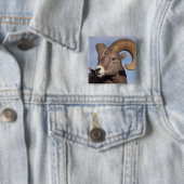 大きな角の羊、山の羊、オヴィス管腺症、 缶バッジ (インサイチュ)