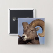 大きな角の羊、山の羊、オヴィス管腺症、 缶バッジ (正面&裏面)