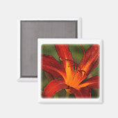 大きな赤い日のユリのグラフィック効果 マグネット (正面/裏面)