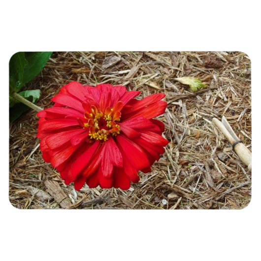 大きな赤花磁石 マグネット (横)