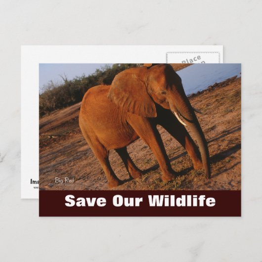 大きな赤、私たち救の野生動物はがき ポストカード (正面/裏面)