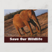 大きな赤、私たち救の野生動物はがき ポストカード (正面)