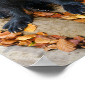 大きな足を持つ狼 ポスター (角)