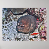 大きな醜いウナギ ポスター (正面)