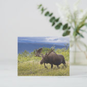 大きな雄のムースがカワラの中に立っている ポストカード (スタンド正面)