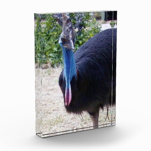 大きな青いカサスキュアな鳥が フォトブロック (左)