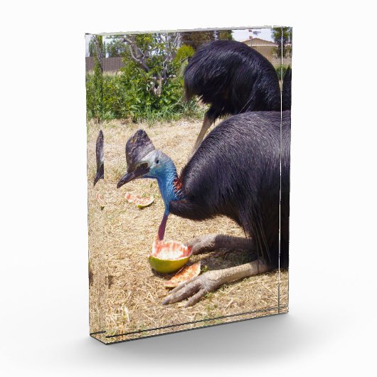 大きな青いカサスキュウ食べ物ィアな鳥のメロン フォトブロック (左)