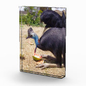 大きな青いカサスキュウ食べ物ィアな鳥のメロン フォトブロック (右)