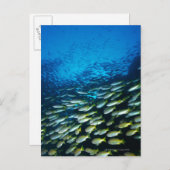 大きな魚の群れ ポストカード (正面/裏面)