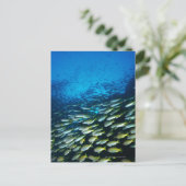 大きな魚の群れ ポストカード (スタンド正面)