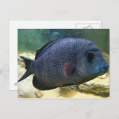 大きな魚はがき ポストカード (正面/裏面)