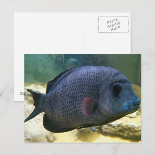 大きな魚はがき ポストカード (正面/裏面)