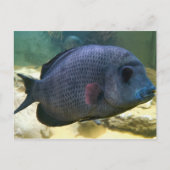 大きな魚はがき ポストカード (正面)