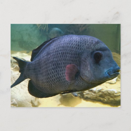 大きな魚はがき ポストカード (正面)