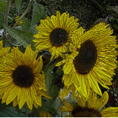 大きな黄色い太陽の花を持つ葉の多い背景 ジグソーパズル